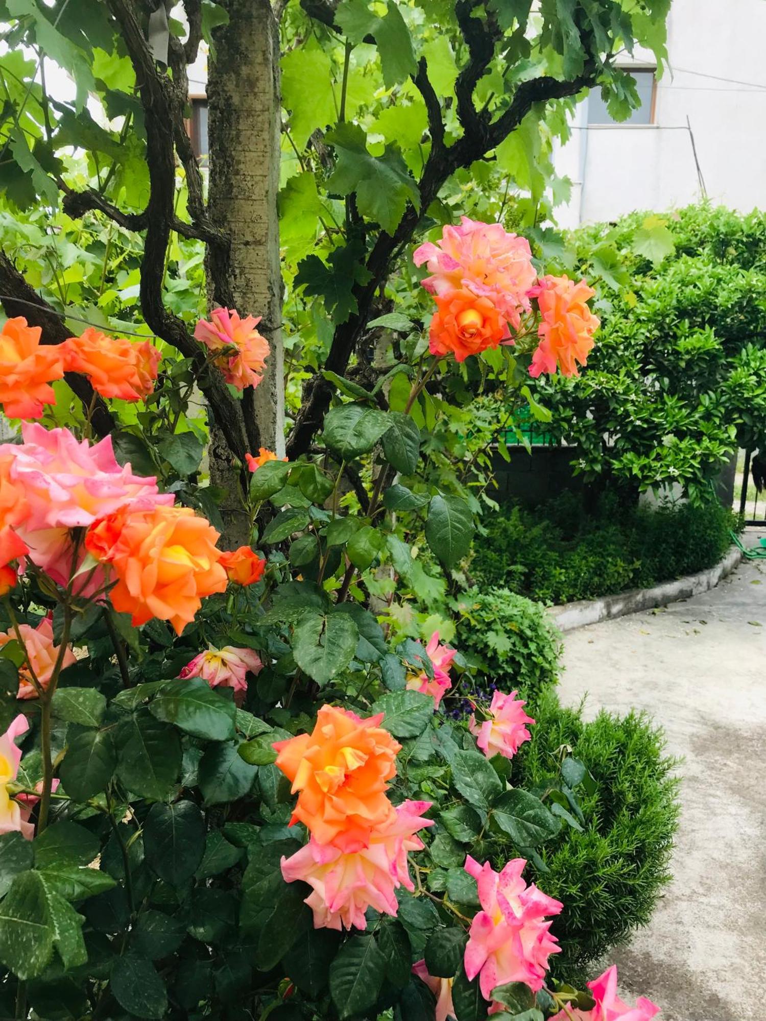 Villa Ajla Durrës Kültér fotó